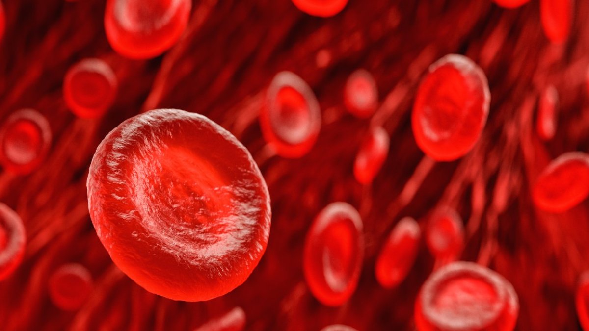 Labgrown red blood cells transfused into humans for the first time